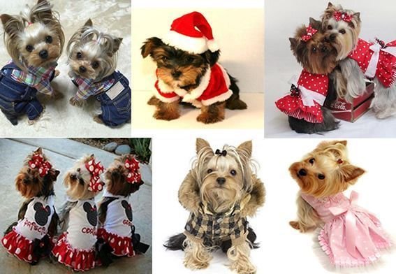 suéter Puerto argumento Patrones de ropa para mascotas perros y gatos - Patrones gratis